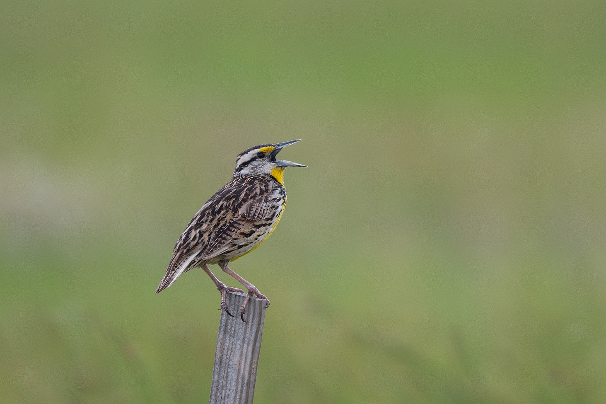 DPPhotography - Texas - Eastern meadowlark - C.jpg - Eastern meadowlark - Bolivar Flats, Bolivar Peninsula