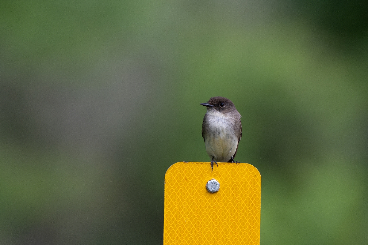 DPPhotography - Texas - Eastern phoebe - A.jpg - Eastern phoebe - Alum Creek Road,, Texas