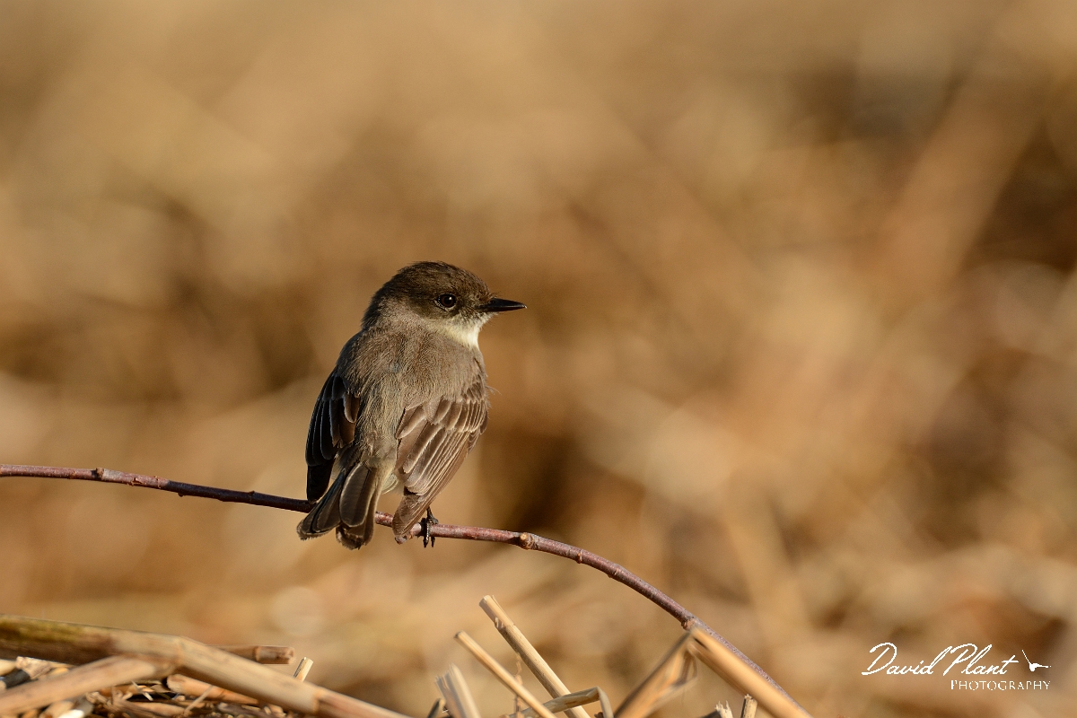 David Plant Photography - Wildlife Photography - Eastern phoebe - C.jpg - Eastern phoebe - North end, Plum Island, MA