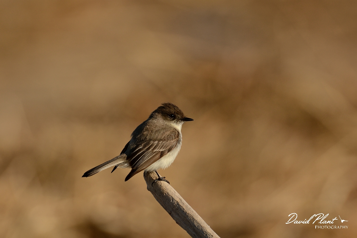 David Plant Photography - Wildlife Photography - Eastern phoebe - D.jpg - Eastern phoebe - North end, Plum Island, MA