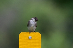 DPPhotography - Texas - Eastern phoebe - B