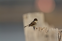 David Plant Photography - Wildlife Photography - Eastern phoebe - A