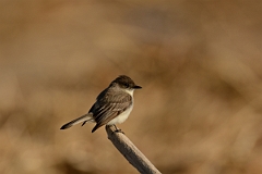 David Plant Photography - Wildlife Photography - Eastern phoebe - D
