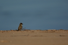 David Plant Photography - Wildlife Photography - Eastern phoebe - E