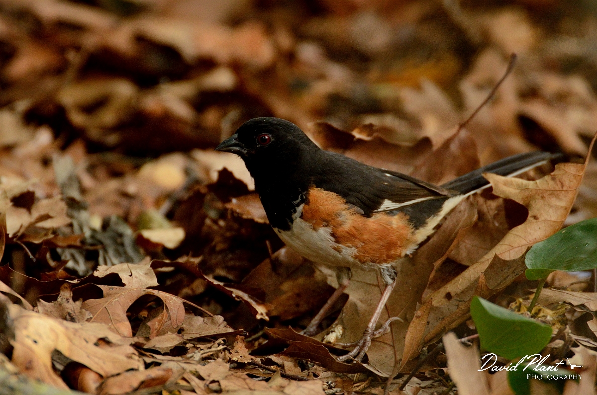 David Plant Photography - Wildlife Photography - Eastern towhee - A.jpg - Eastern towhee - Plum Island, MA