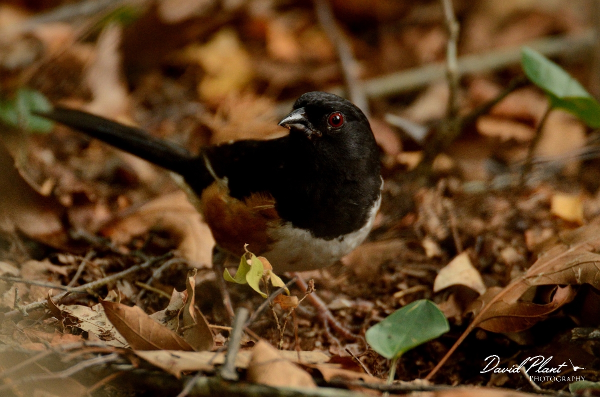 David Plant Photography - Wildlife Photography - Eastern towhee - B.jpg - Eastern towhee - Plum Island, MA