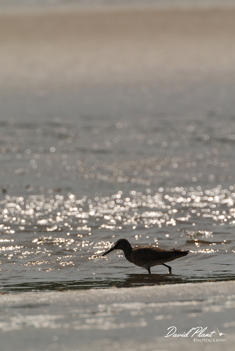 David Plant Photography - Wildlife Photographer - Willet - C.jpg - Eastern willet silhouette - Wells Estuarine Reserve