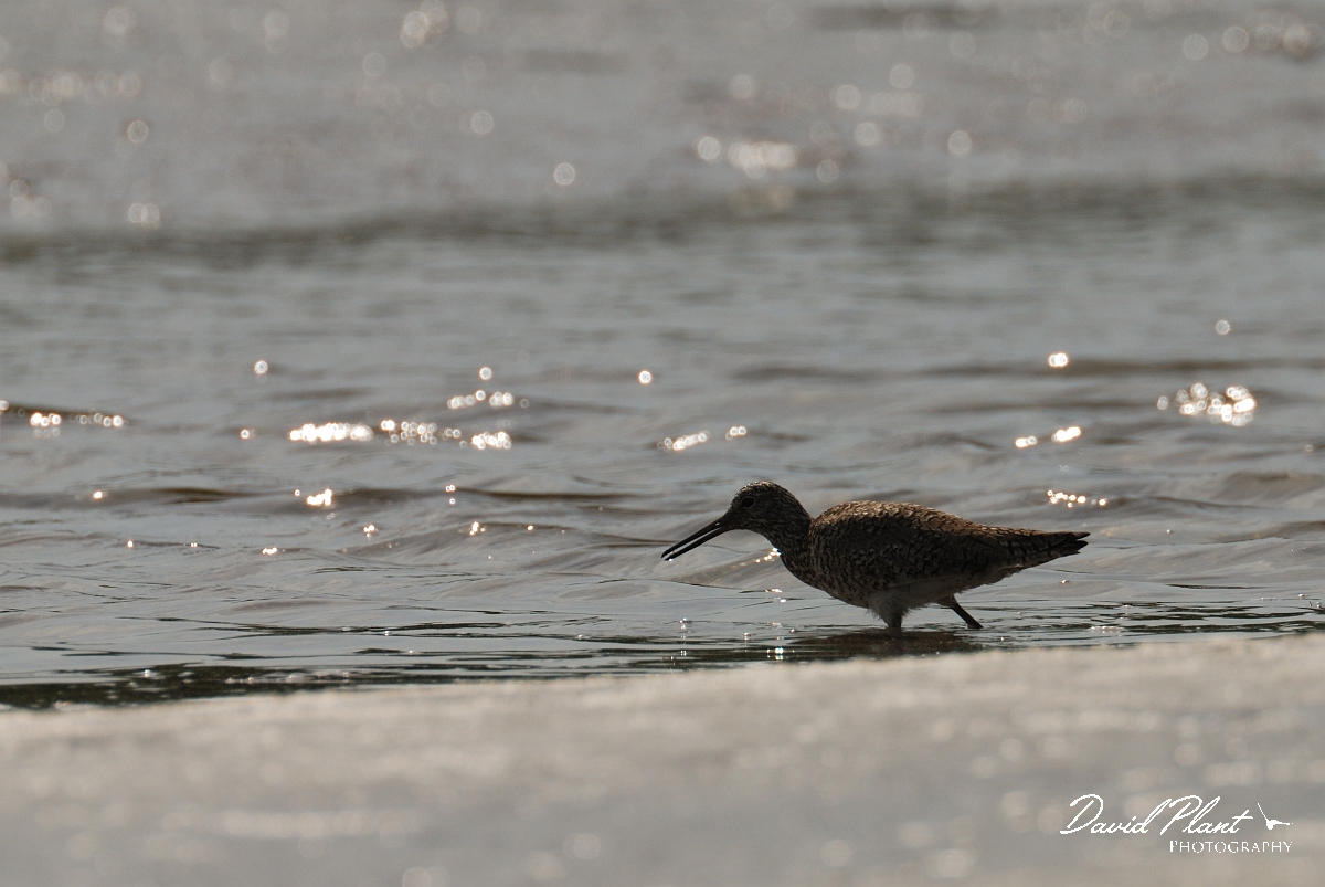 David Plant Photography - Wildlife Photographer - Willet - D.jpg - Eastern willet silhouette - Wells Estuarine Reserve