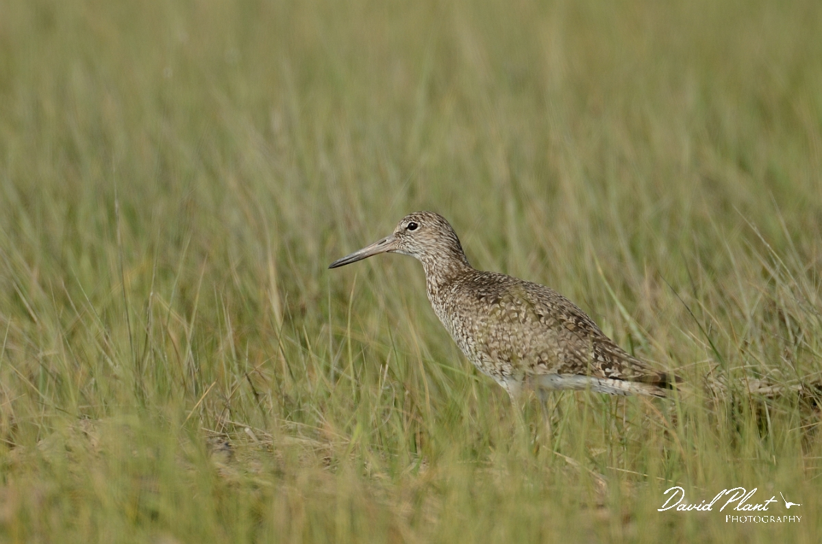 David Plant Photography - Wildlife Photography - Eastern willet - A.jpg - Eastern willet in saltmarsh - Plum Island, MA
