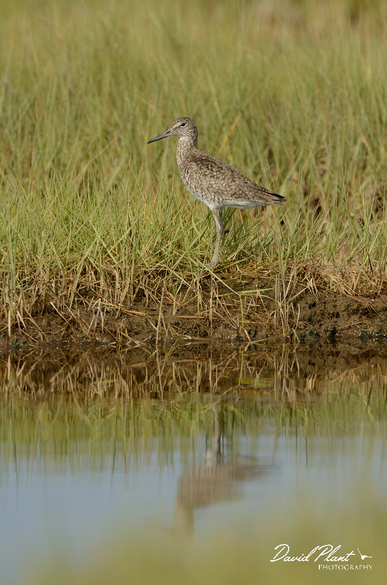 David Plant Photography - Wildlife Photography - Eastern willet - B.jpg - Eastern willet and reflection - Plum Island, MA