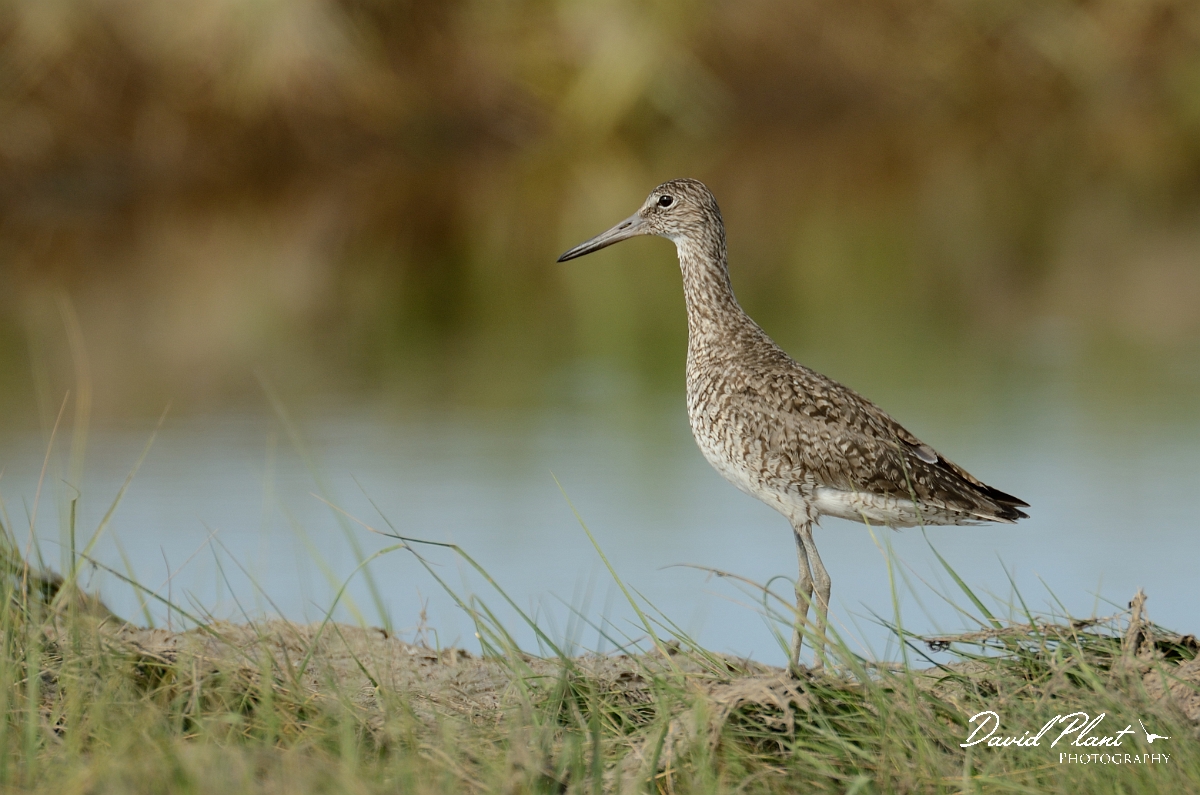 David Plant Photography - Wildlife Photography - Eastern willet - D.jpg - Eastern willet - Plum Island, MA