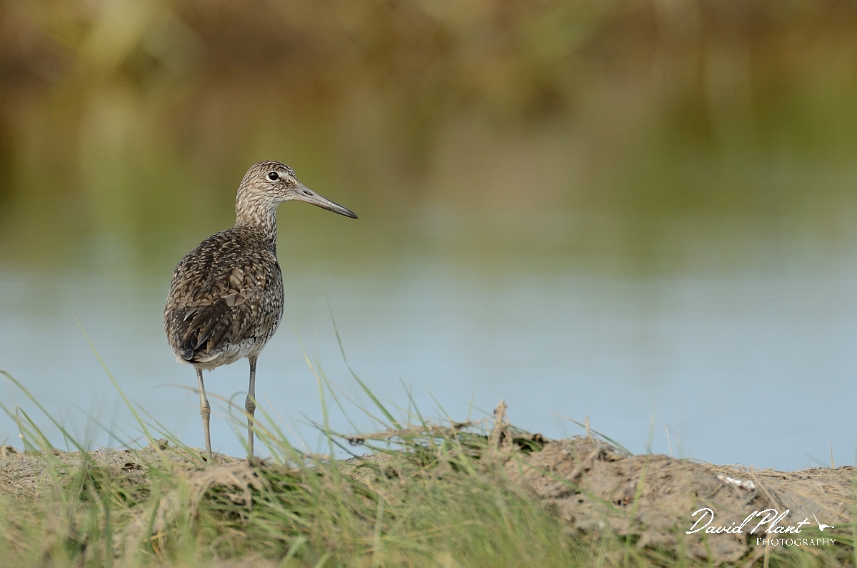 David Plant Photography - Wildlife Photography - Eastern willet - E.jpg - Eastern willet - Plum Island, MA