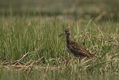 David Plant Photography - Wildlife Photographer - Willet - A