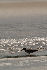 David Plant Photography - Wildlife Photographer - Willet - C
