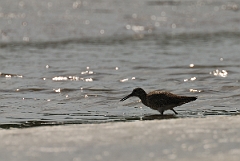 David Plant Photography - Wildlife Photographer - Willet - D