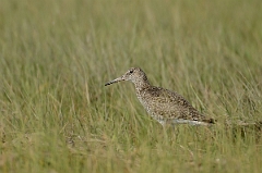 David Plant Photography - Wildlife Photography - Eastern willet - A
