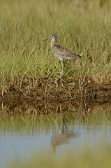 David Plant Photography - Wildlife Photography - Eastern willet - B