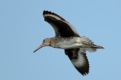 David Plant Photography - Wildlife Photography - Eastern willet - C