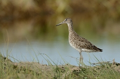 David Plant Photography - Wildlife Photography - Eastern willet - D