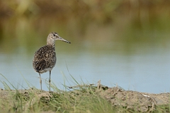 David Plant Photography - Wildlife Photography - Eastern willet - E