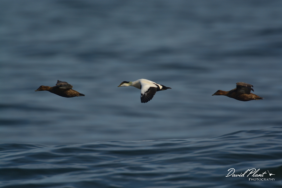 David Plant Photography - Wildlife Photography - Eider - A.jpg - Eider - Halibut Point, MA