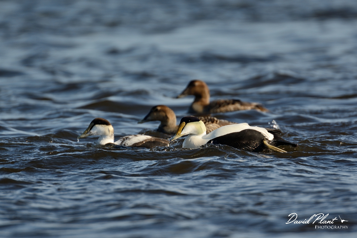David Plant Photography - Wildlife Photography - Eider - C.jpg - Eider - Salisbury Beach, MA