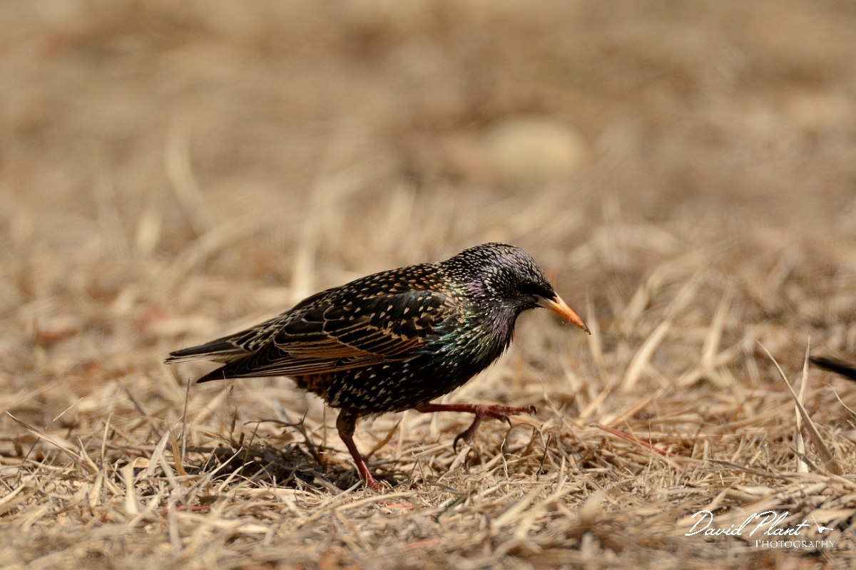 David Plant Photography - Wildlife Photography - European starling - A.jpg - European starling - Salisbury Beach, MA