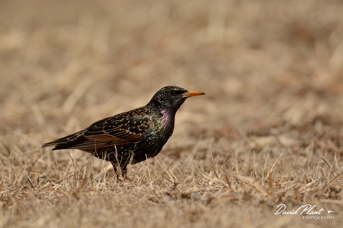 David Plant Photography - Wildlife Photography - European starling - B.jpg - European starling - Salisbury Beach, MA