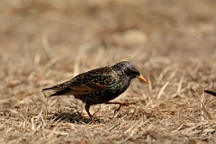 David Plant Photography - Wildlife Photography - European starling - A