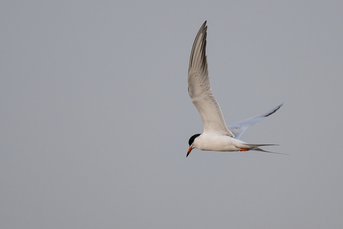 DPPhotography - Texas - Forster's tern - A.jpg - Forster's tern - Anahuac NWR, Texas