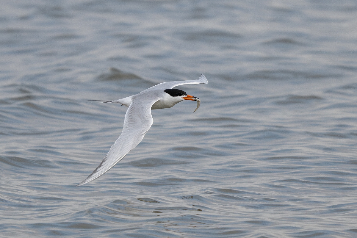 DPPhotography - Texas - Forster's tern - AC.jpg - Forster's tern - Yacht Basin Road, Bolivar Peninsula, Texas