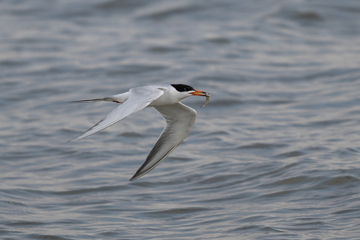 DPPhotography - Texas - Forster's tern - AD.jpg - Forster's tern - Yacht Basin Road, Bolivar Peninsula, Texas