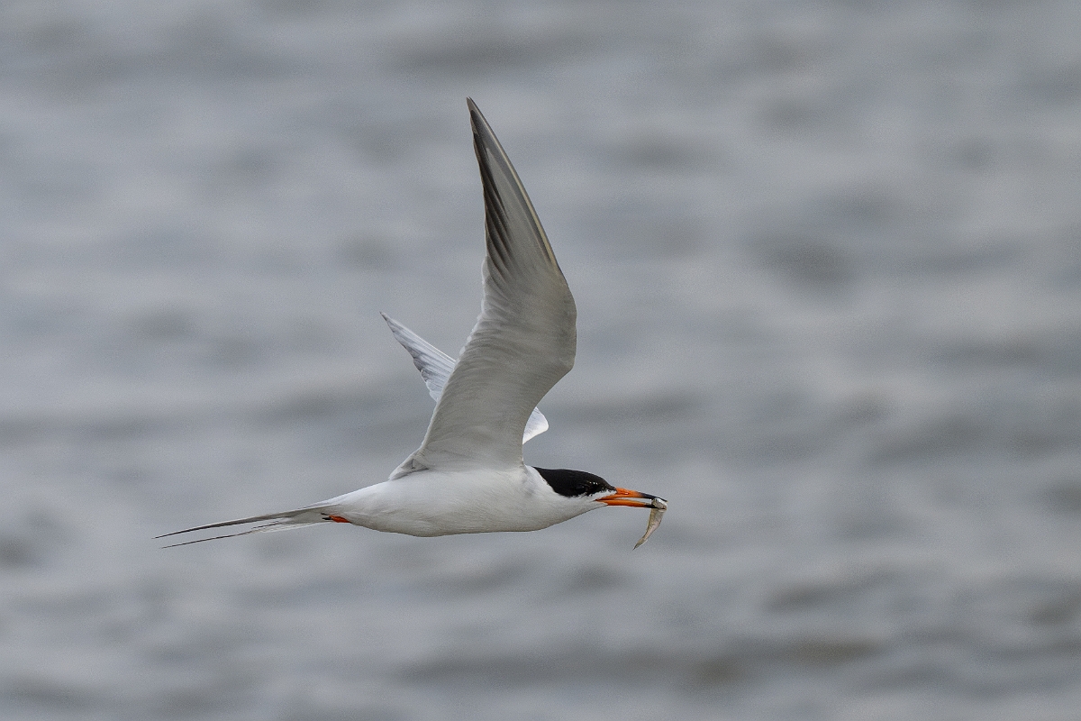 DPPhotography - Texas - Forster's tern - AE.jpg - Forster's tern - Yacht Basin Road, Bolivar Peninsula, Texas