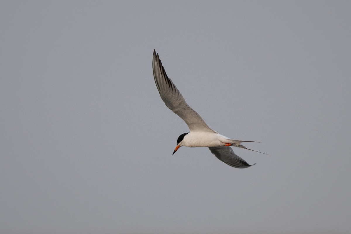 DPPhotography - Texas - Forster's tern - B.jpg - Forster's tern - Anahuac NWR, Texas