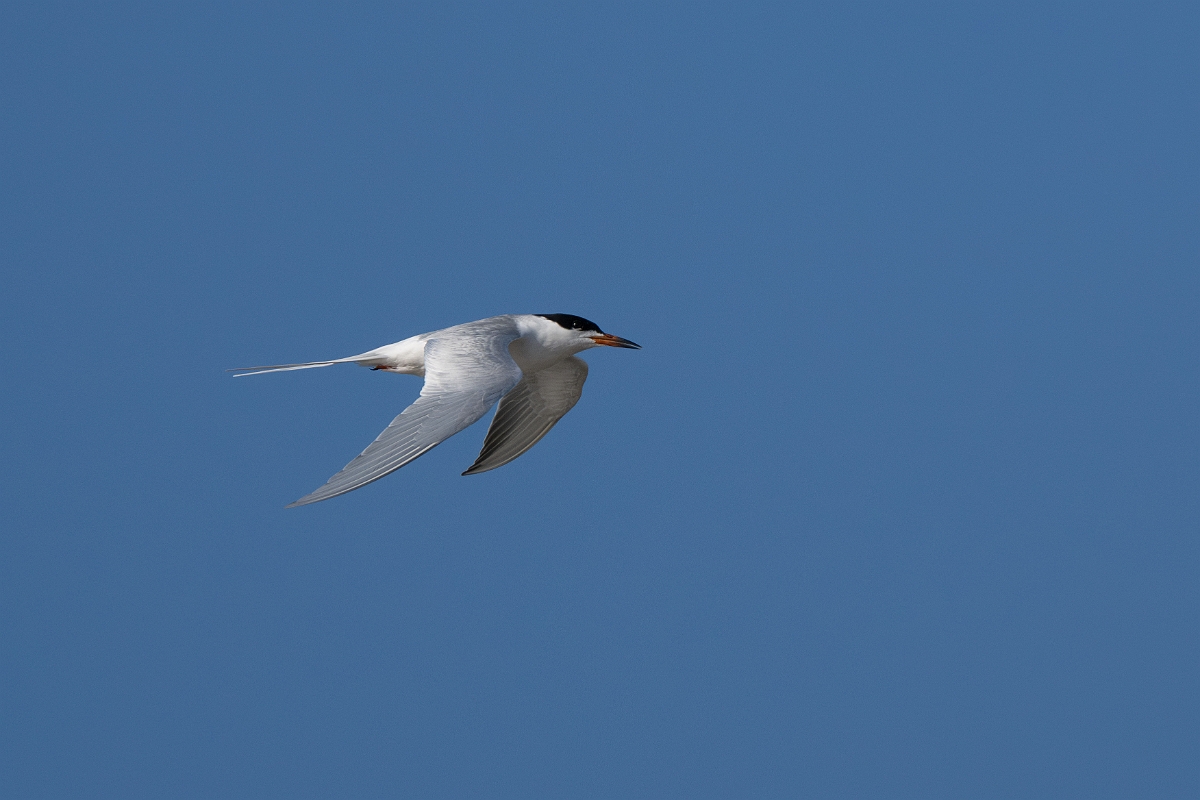 DPPhotography - Texas - Forster's tern - C.jpg - Forster's tern - Rollover Pass, Bolivar Peninsula, Texas