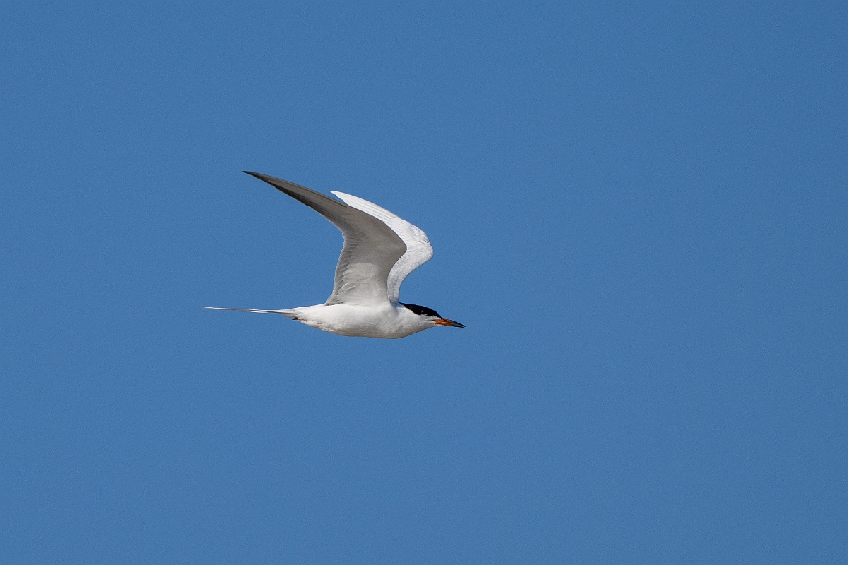 DPPhotography - Texas - Forster's tern - D.jpg - Forster's tern - Rollover Pass, Bolivar Peninsula, Texas