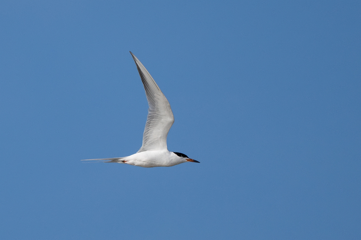 DPPhotography - Texas - Forster's tern - E.jpg - Forster's tern - Rollover Pass, Bolivar Peninsula, Texas
