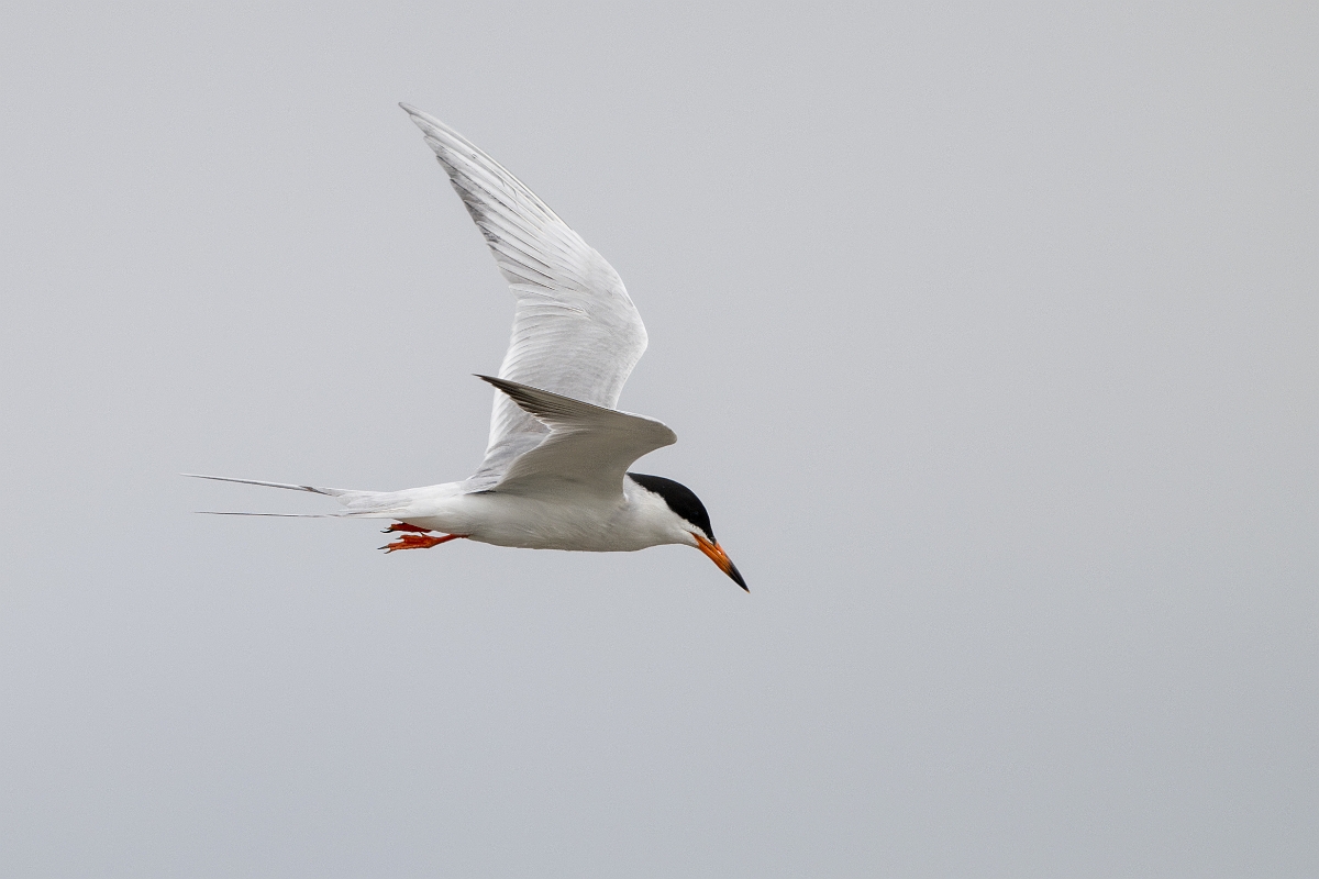 DPPhotography - Texas - Forster's tern - F.jpg - Forster's tern - Rollover Pass, Bolivar Peninsula, Texas