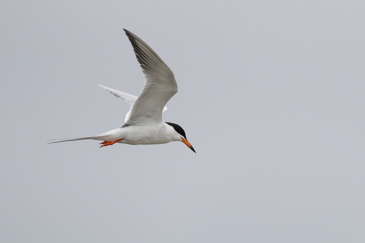 DPPhotography - Texas - Forster's tern - H.jpg - Forster's tern - Rollover Pass, Bolivar Peninsula, Texas