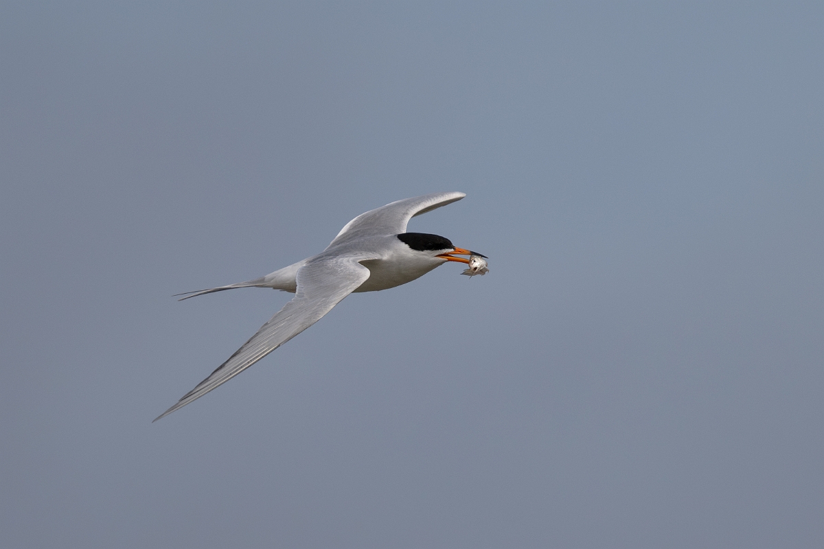 DPPhotography - Texas - Forster's tern - K.jpg - Forster's tern - Yacht Basin Road, Bolivar Peninsula, Texas