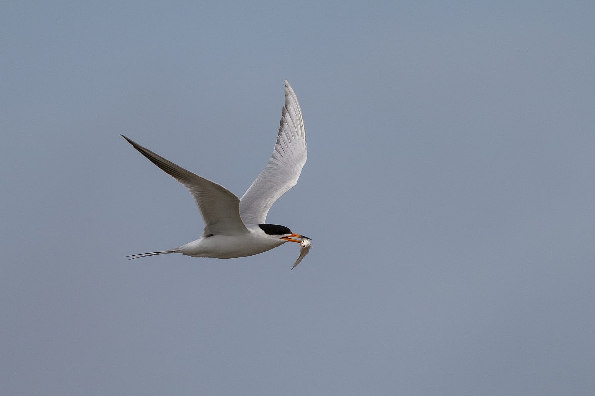 DPPhotography - Texas - Forster's tern - L.jpg - Forster's tern - Yacht Basin Road, Bolivar Peninsula, Texas