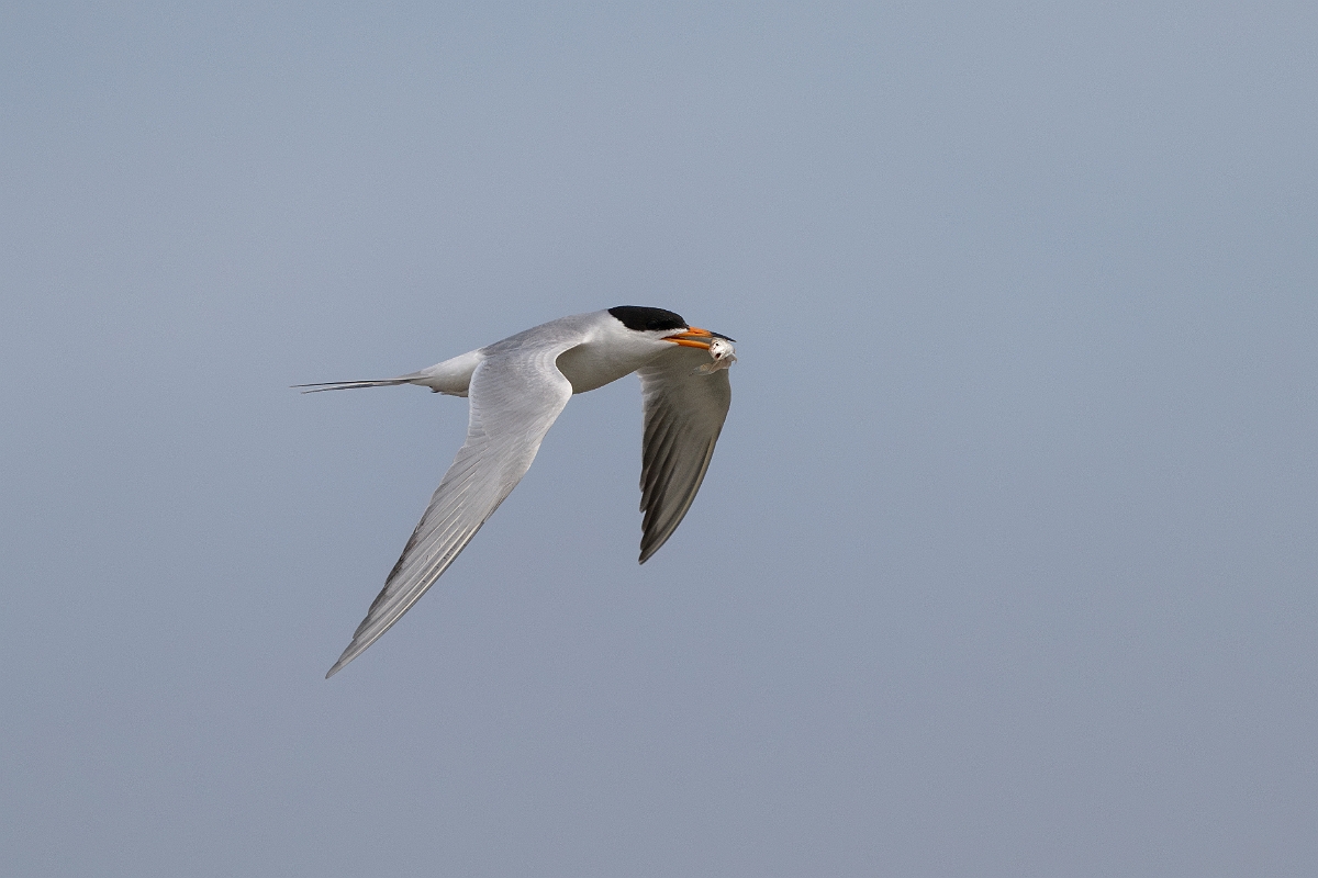 DPPhotography - Texas - Forster's tern - M.jpg - Forster's tern - Yacht Basin Road, Bolivar Peninsula, Texas