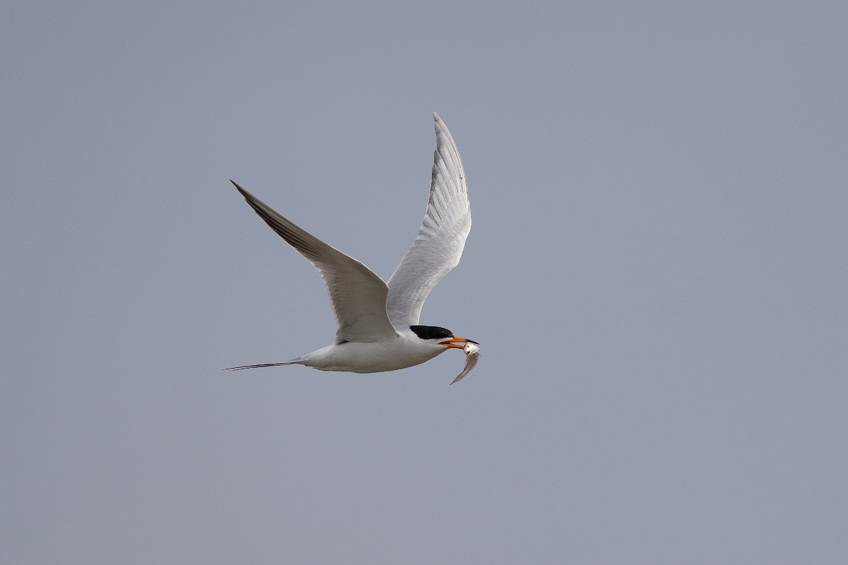 DPPhotography - Texas - Forster's tern - P.jpg - Forster's tern - Yacht Basin Road, Bolivar Peninsula, Texas
