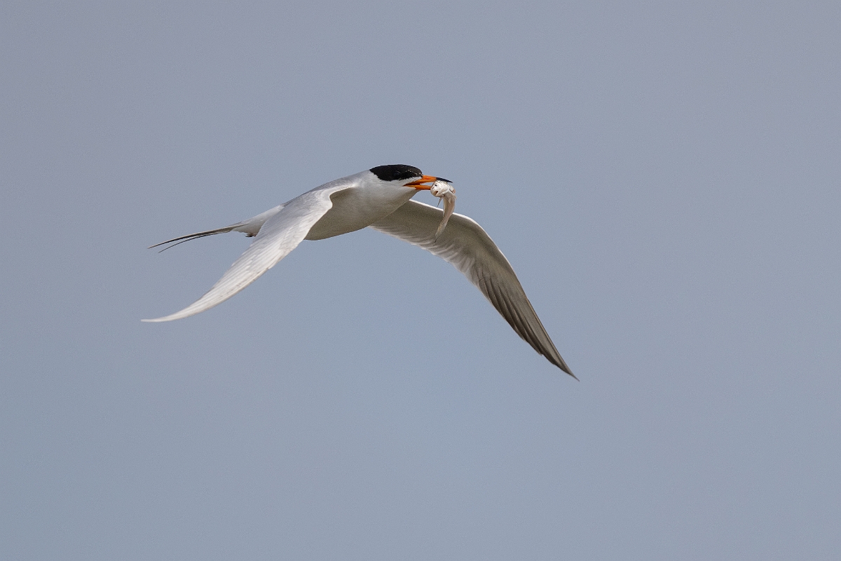 DPPhotography - Texas - Forster's tern - Q.jpg - Forster's tern - Yacht Basin Road, Bolivar Peninsula, Texas