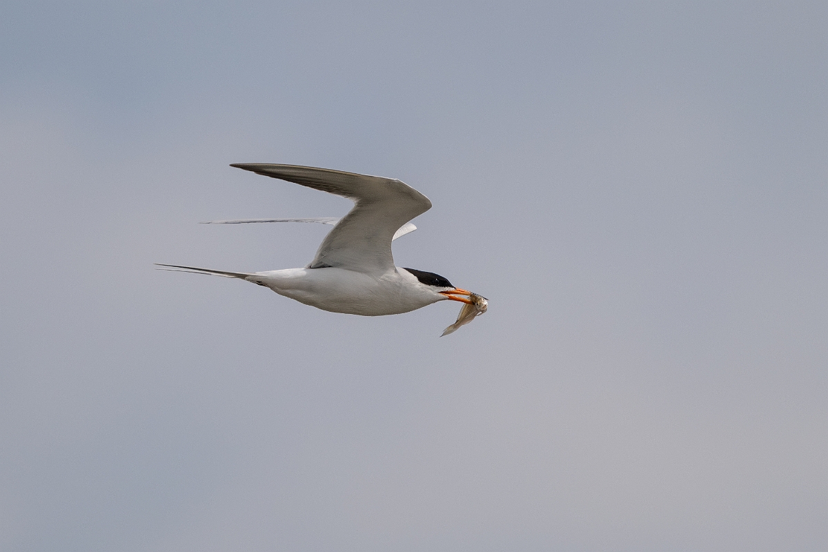 DPPhotography - Texas - Forster's tern - S.jpg - Forster's tern - Yacht Basin Road, Bolivar Peninsula, Texas