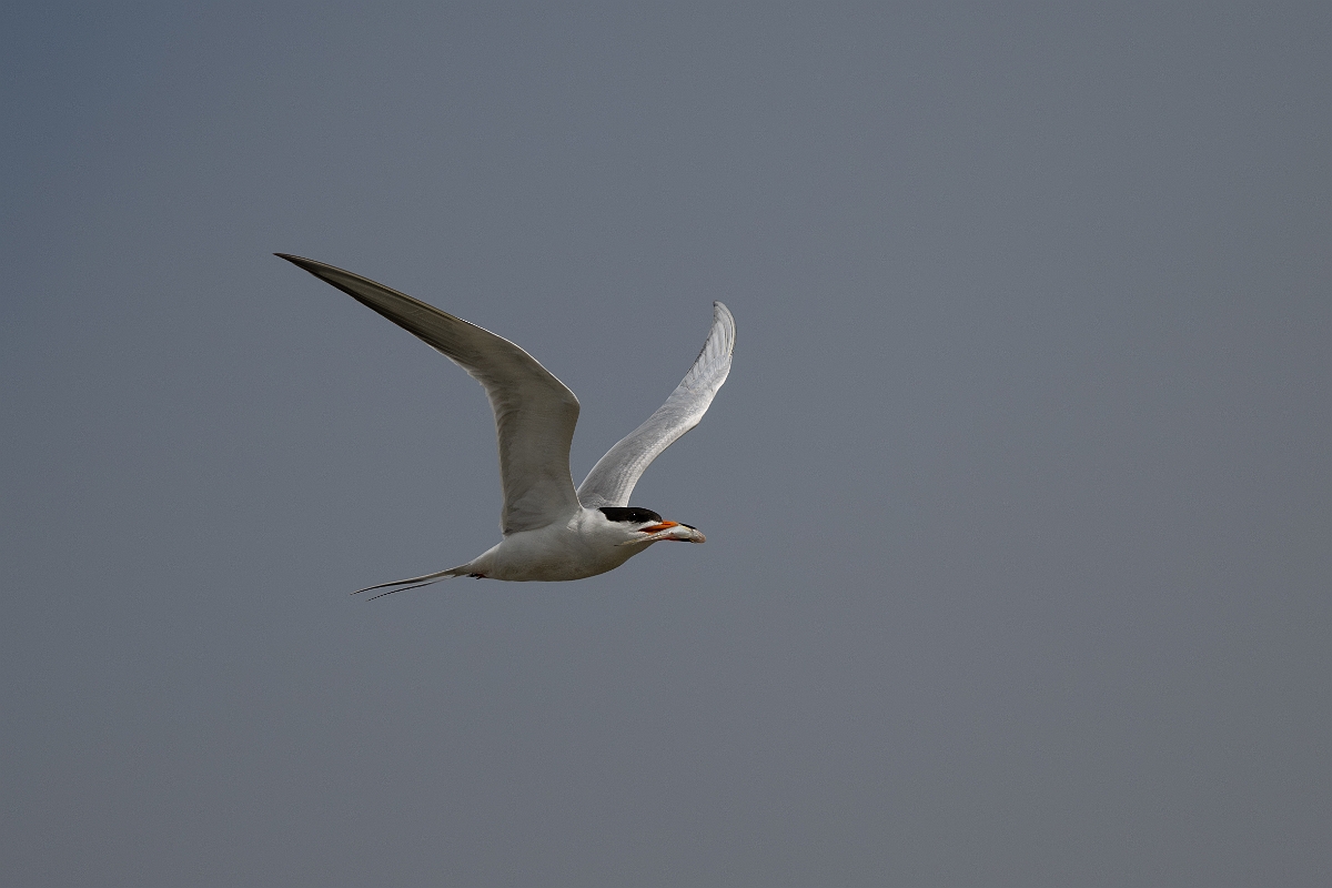 DPPhotography - Texas - Forster's tern - T.jpg - Forster's tern - Yacht Basin Road, Bolivar Peninsula, Texas