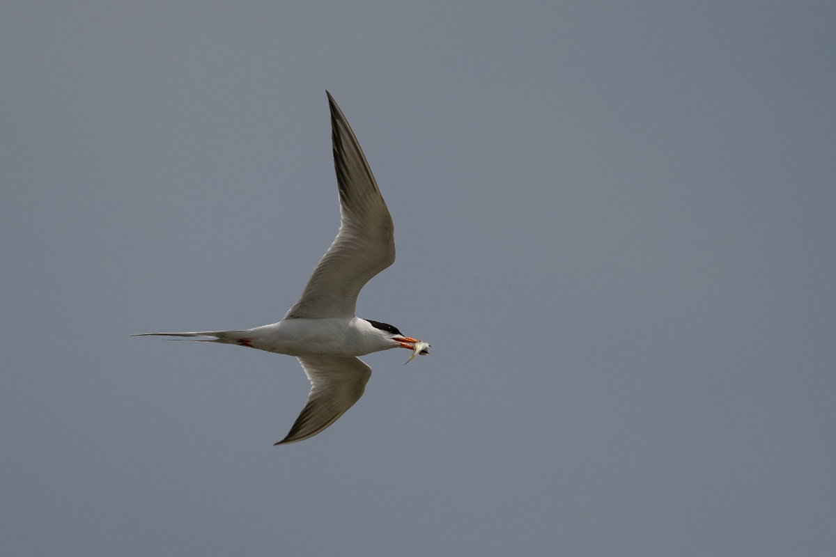 DPPhotography - Texas - Forster's tern - U.jpg - Forster's tern - Yacht Basin Road, Bolivar Peninsula, Texas