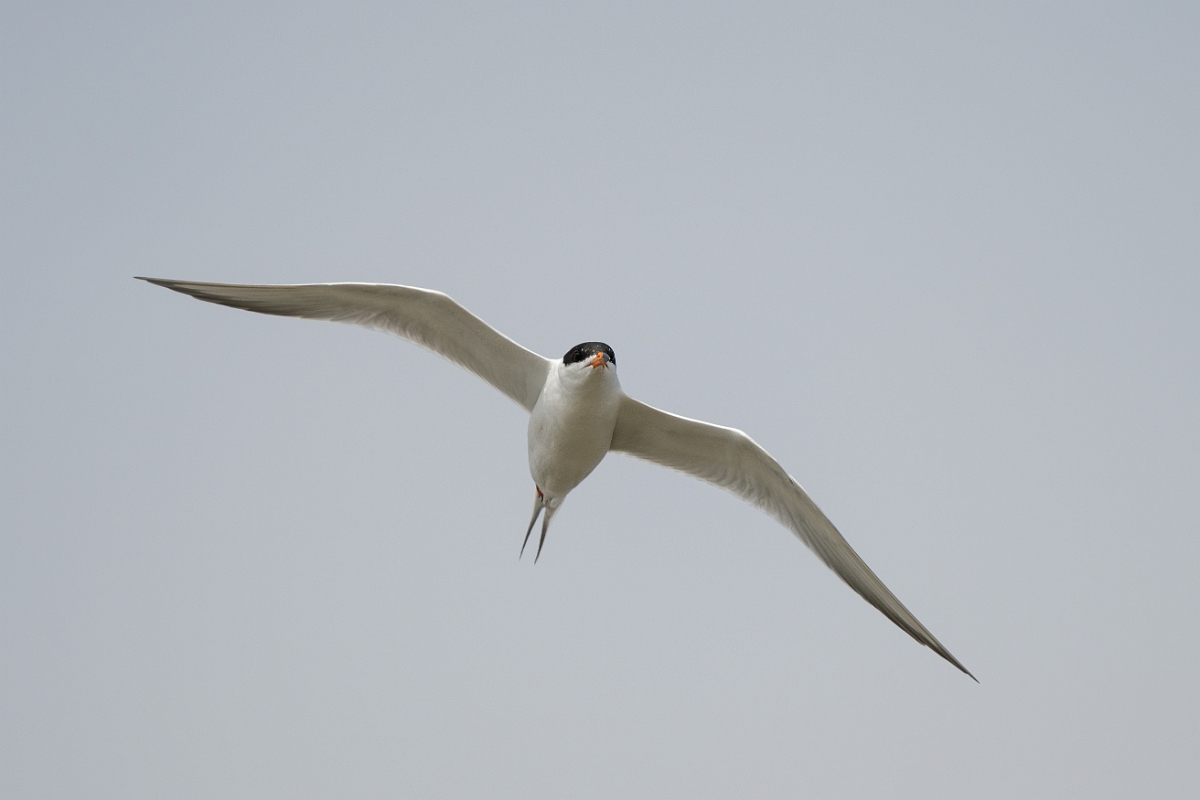 DPPhotography - Texas - Forster's tern - V.jpg - Forster's tern - Yacht Basin Road, Bolivar Peninsula, Texas
