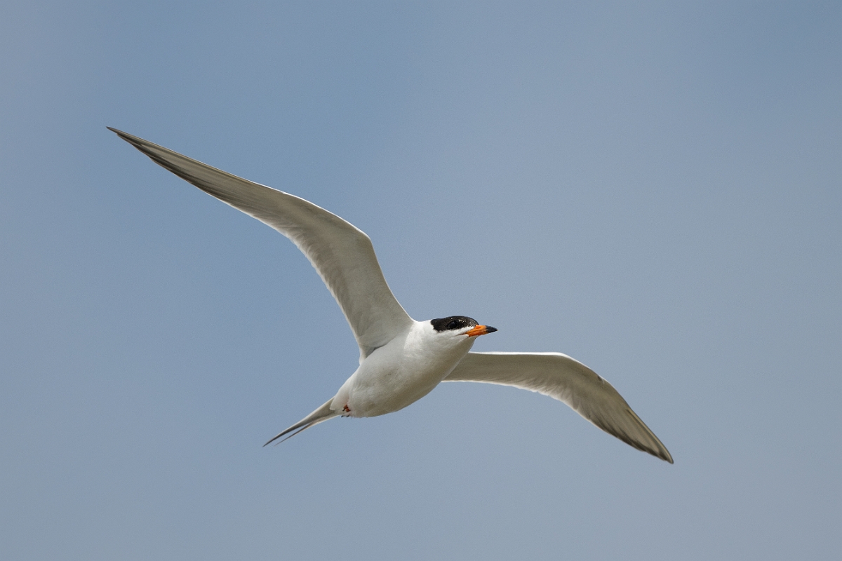 DPPhotography - Texas - Forster's tern - W.jpg - Forster's tern - Yacht Basin Road, Bolivar Peninsula, Texas