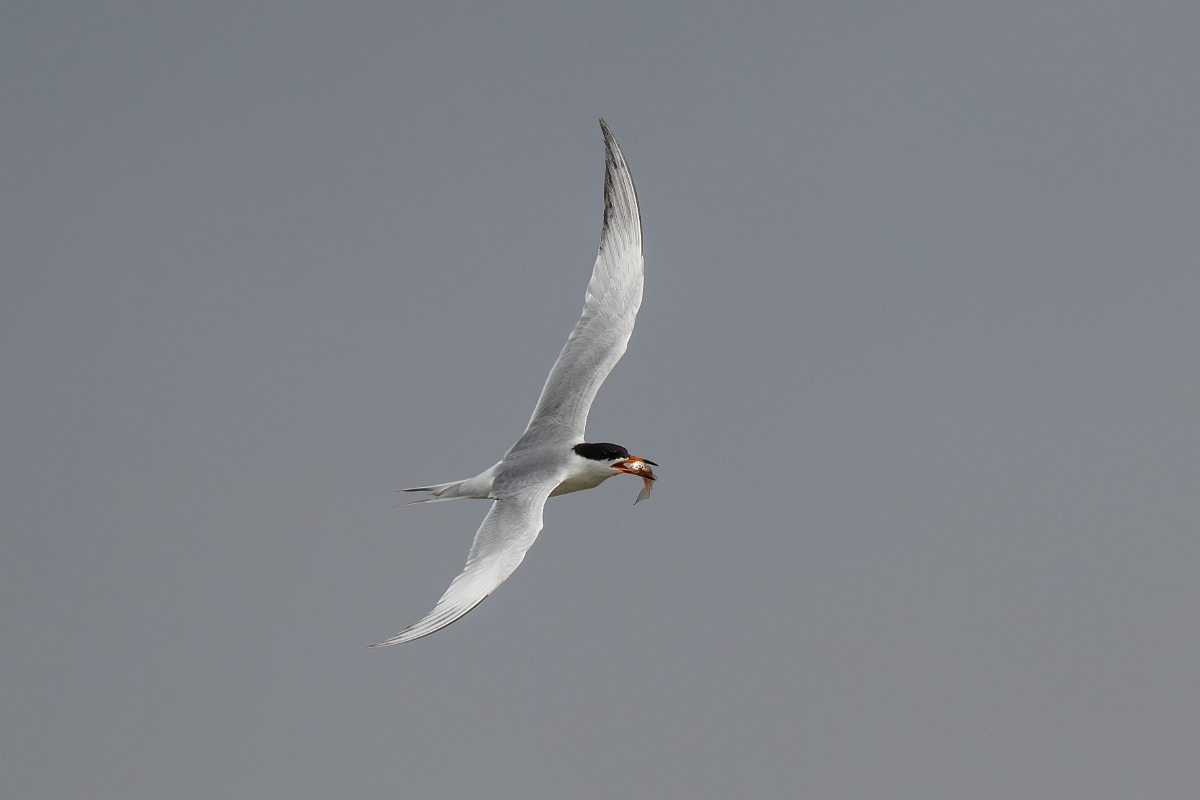 DPPhotography - Texas - Forster's tern - X.jpg - Forster's tern - Yacht Basin Road, Bolivar Peninsula, Texas